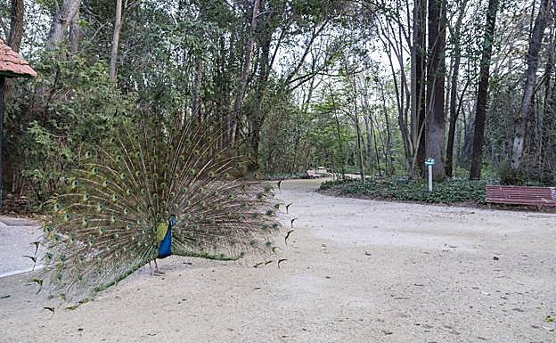 Un pavo real, con su habitual despliegue, en el Campo Grande. 