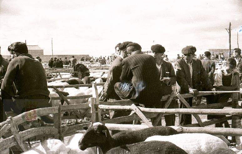 Fotos: Estampas del Valladolid antiguo (XLV): así eran las ferias de ganado de Medina del Campo en los años 50