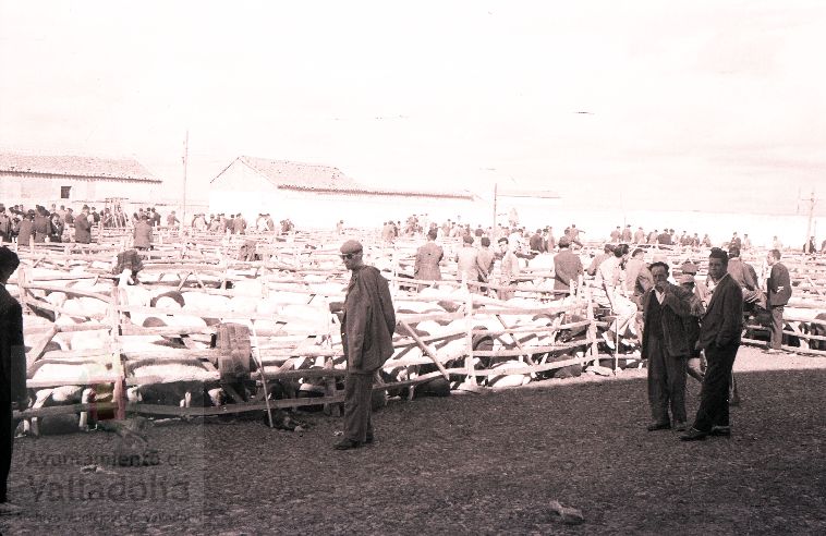 Fotos: Estampas del Valladolid antiguo (XLV): así eran las ferias de ganado de Medina del Campo en los años 50