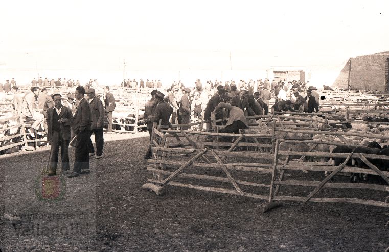 Fotos: Estampas del Valladolid antiguo (XLV): así eran las ferias de ganado de Medina del Campo en los años 50