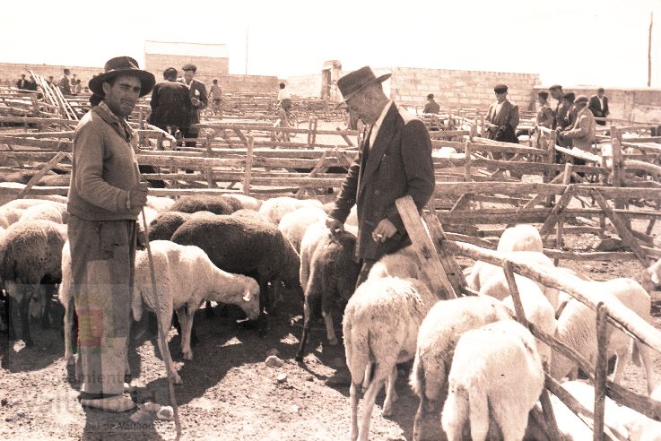 Fotos: Estampas del Valladolid antiguo (XLV): así eran las ferias de ganado de Medina del Campo en los años 50