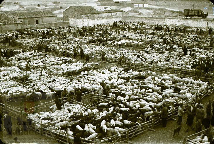 Fotos: Estampas del Valladolid antiguo (XLV): así eran las ferias de ganado de Medina del Campo en los años 50