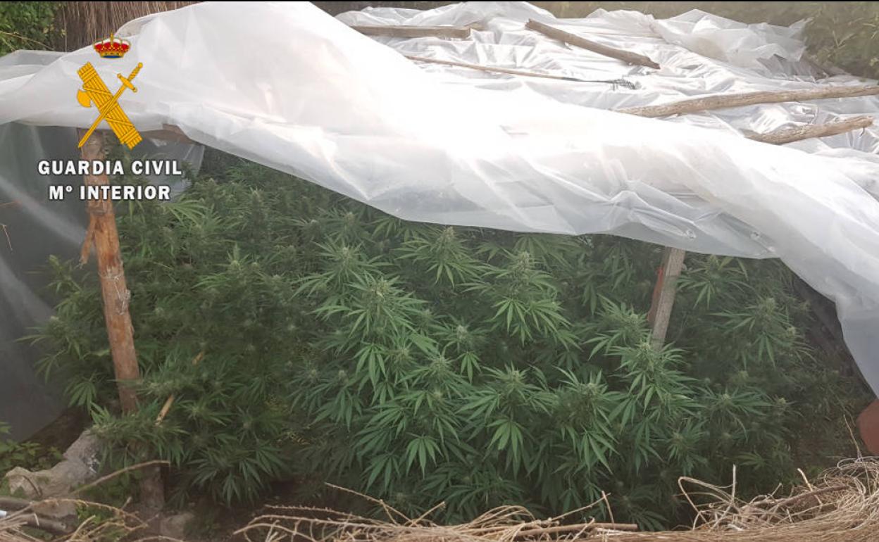 Desmanteladas cinco plantaciones de marihuana en Navasfrías