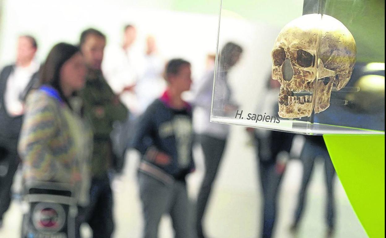 Detalle de la exposición del Museo de la Evolución Humana.