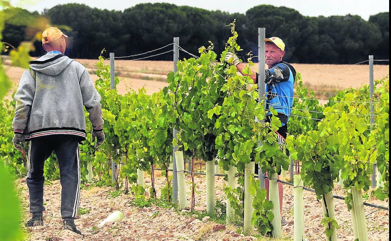 Trabajadores del campo en una viña de la localidad vallisoletana de Fuente El Sol.