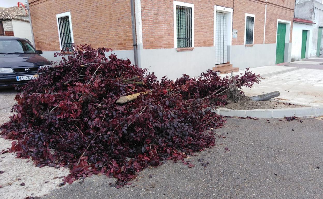 La tormenta derribó un árbol en Olivares de Duero. 