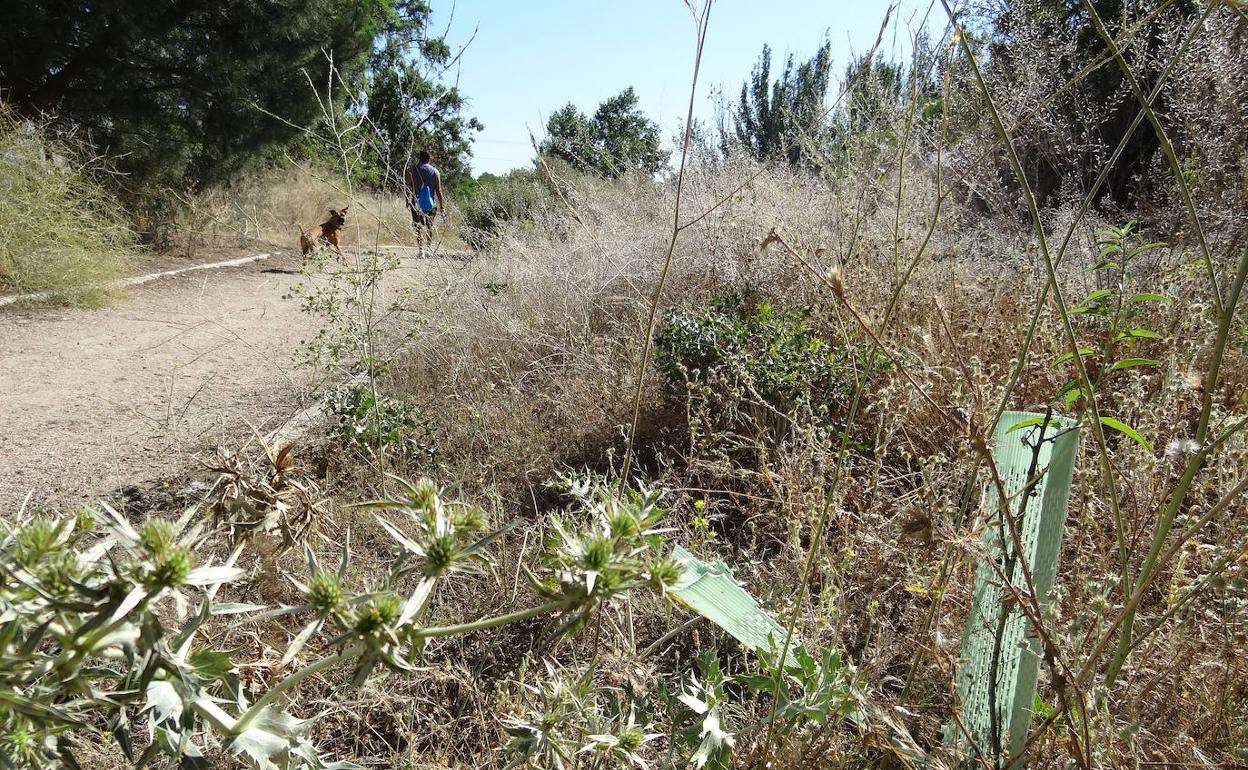 Cardos y malas hierbas pueblan la senda de las Arcas Reales tres años después de la plantación de un millar de árboles en honor a Delibes. 