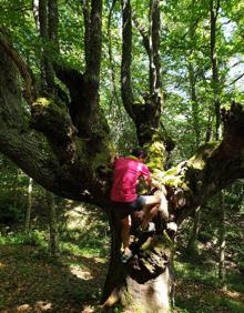 Imagen secundaria 2 - Chozo Tonino, uno de los refugios de pastor que se pueden encontrar por este entorno natural. Abajo, el puente romano de Rojadillo y un haya de gran porte de las que se encuentran por la zona. 