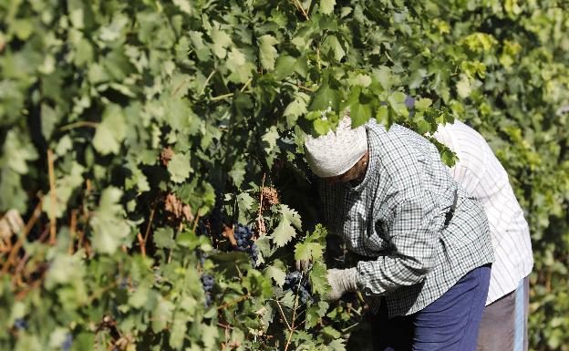 El sector ve asumible la normativa para temporeros, pero lamenta que no se le haya consultado