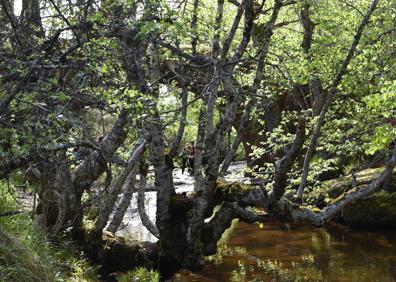 Imagen secundaria 1 - Un camino por medio de un robledal en Brañosera. Abajo, el río en la pedanía de Salcedillo y a la derecha, pinturas de la iglesia de otra de las pedanías del municipio, la de Valberzoso. 