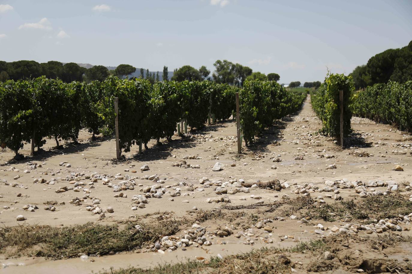 Fotos: Restos de barro en la carretera Pesquera de Duero-Renedo de Esgueva