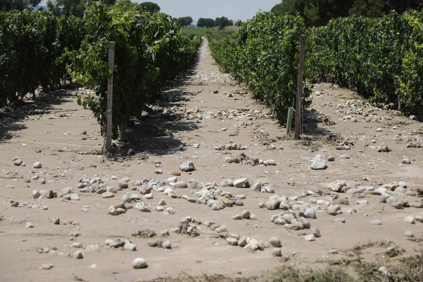 Fotos: Restos de barro en la carretera Pesquera de Duero-Renedo de Esgueva