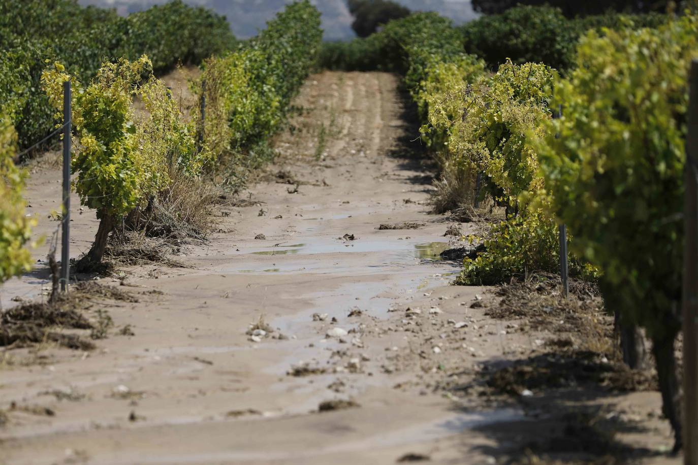 Fotos: Restos de barro en la carretera Pesquera de Duero-Renedo de Esgueva