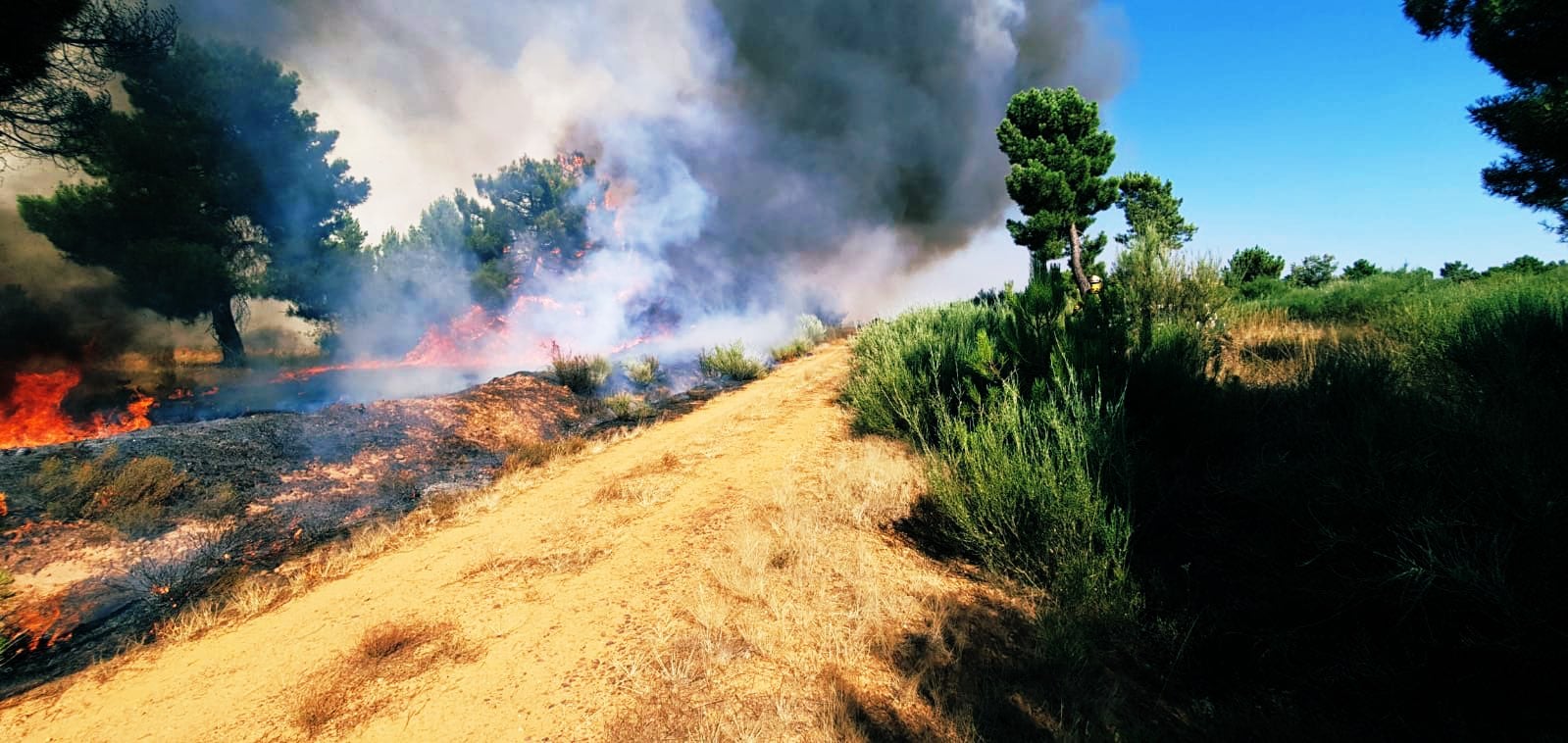 Un gran fuego en Vega de Magaz moviliza a numerosos efectivos por su virulencia | Efectivos de Brif Tabuyo, Rabanal del Camino y Camposagrado, junto al avión de coordinación (ACO) intervienen en la zona.