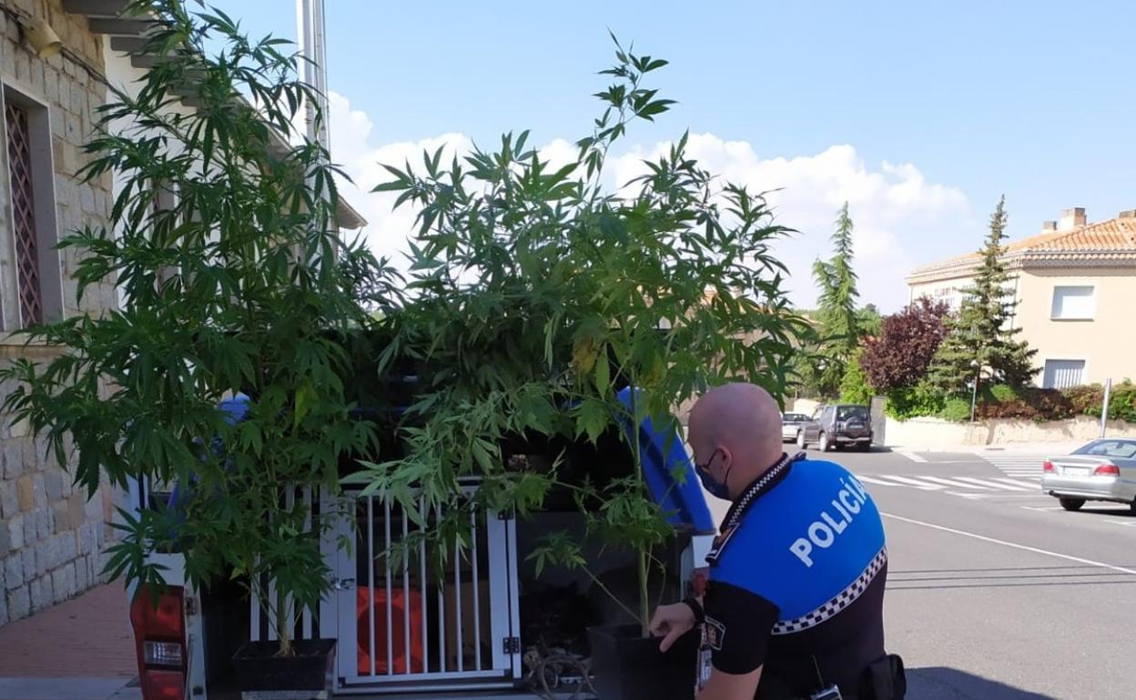 Plantas de marihuana incautadas en Ávila
