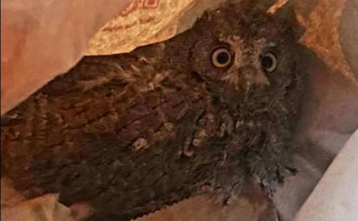 Rescatada una cría de autillo en Valladolid capital