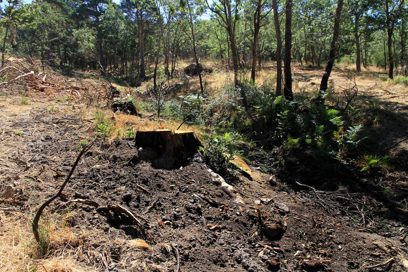 Aquel 4 de agosto en el que ardió Guadarrama. 