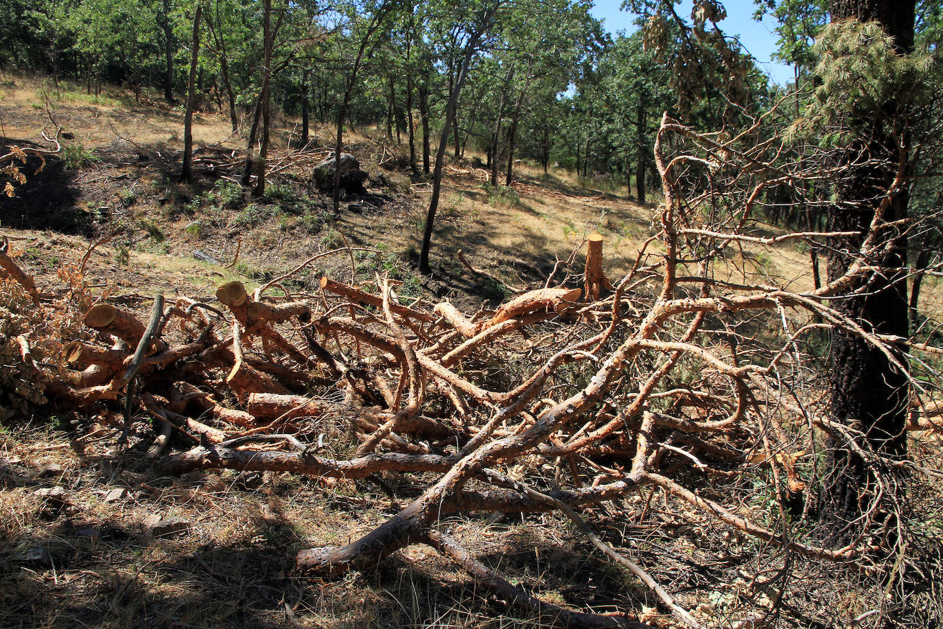 Aquel 4 de agosto en el que ardió Guadarrama. 