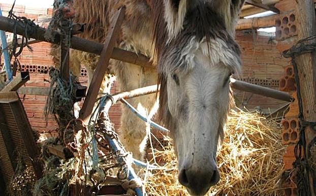 Los equinos estaban prácticamente abandonados. 