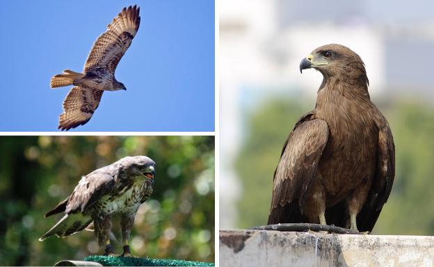 32 aves rapaces muertas en el mayor episodio de envenenamiento en Castilla y León de los últimos años