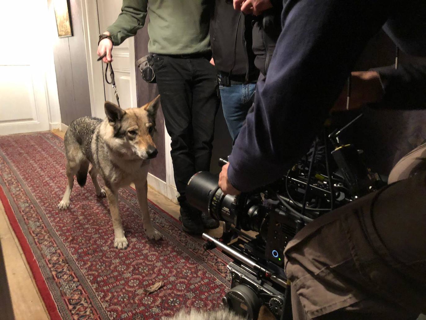 Mina, Laya y Afro hicieron las maletas con su dueño y viajaron hasta Portugal para rodar una superproducción | No es la primera vez que los tres perros rueda una película o aparecen en una serie, pero sí la primera que se codean con Nicolas Cage. 