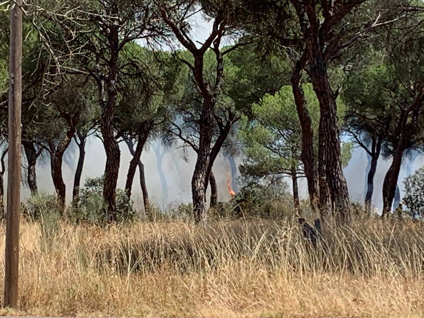 Las llamas han afectado al pinar de Simancas. 