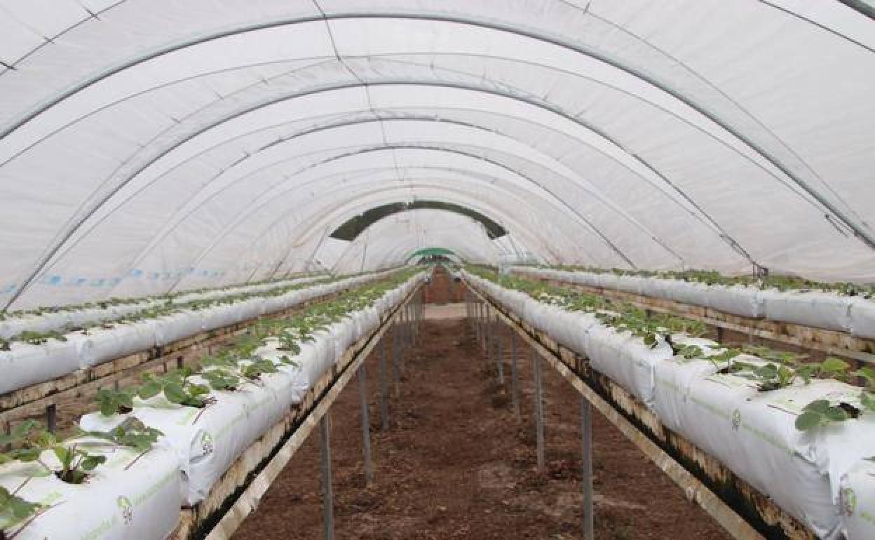 Viveros de la empresa donde trabajan los temporeros que dieron positivo en Chañe, Segovia. 