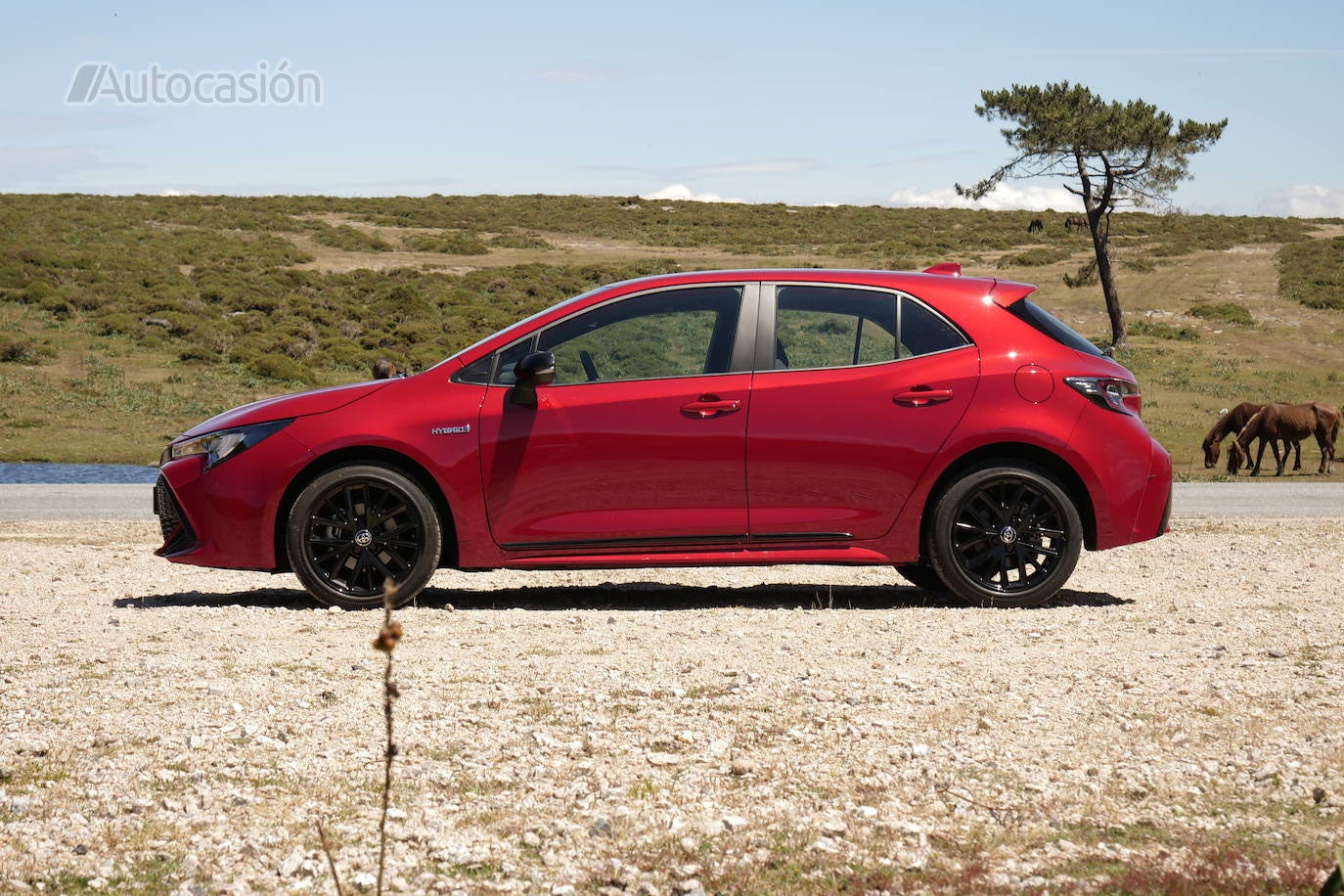 Fotos: Fotogalería: Toyota Corolla 1.8H