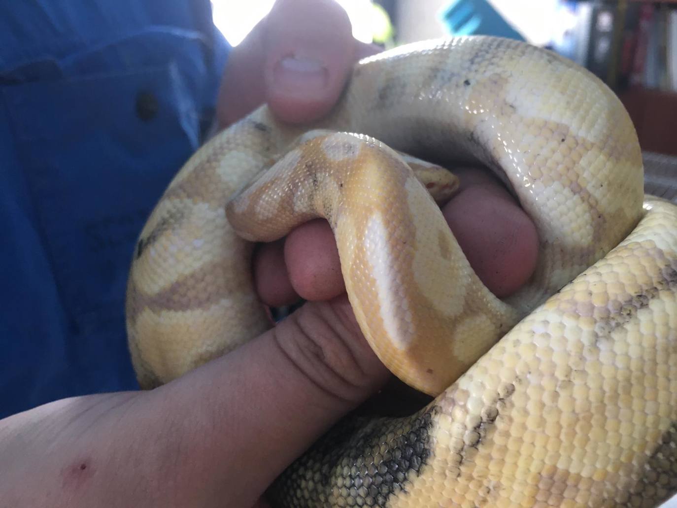 La serpiente, poco después de ser retirada del toldo de la calle Muñoz Bernal. 