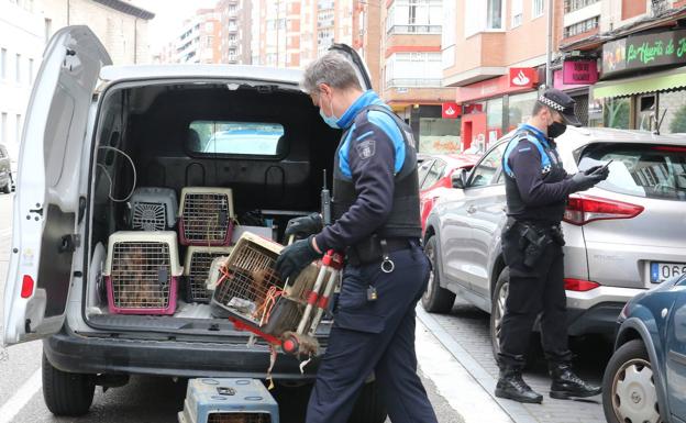 La atención a los 52 yorkshire rescatados de un criadero ilegal de Valladolid costó 14.559 euros