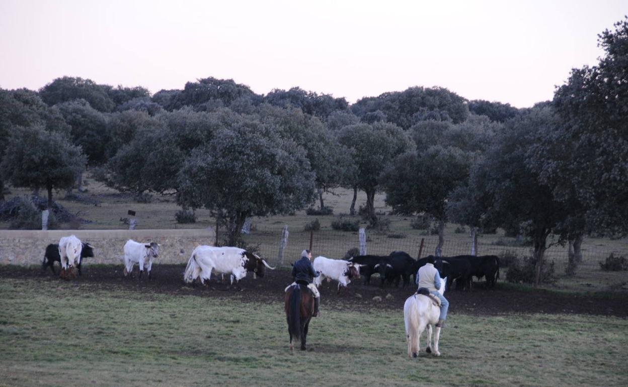 Toros de lidia. 