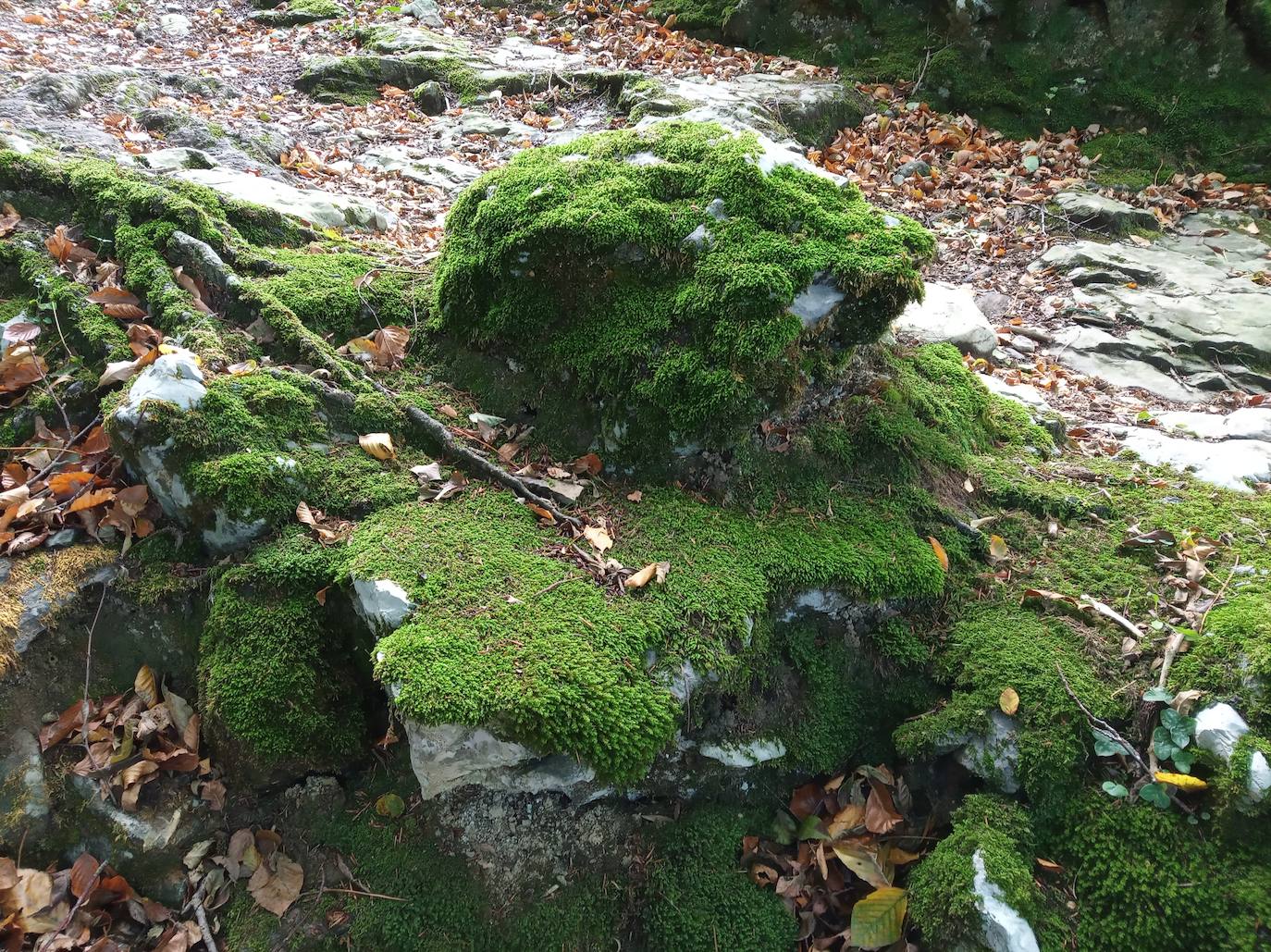 Fotos: Hayedo de Upo (cima: Upo)