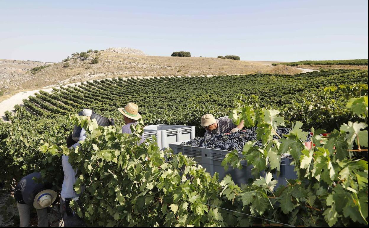 Temporeros en una vendimia en Castrilllo de Duero. 