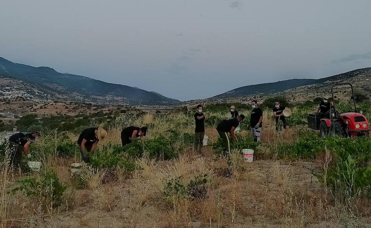 Una cuadrilla de vendimiadores con las mascarillas puestas en un majuelo de Cebreros. 