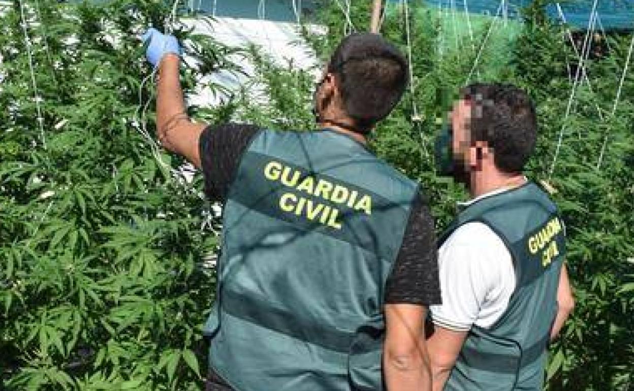 Plantación localizada por la Guardia Civil.