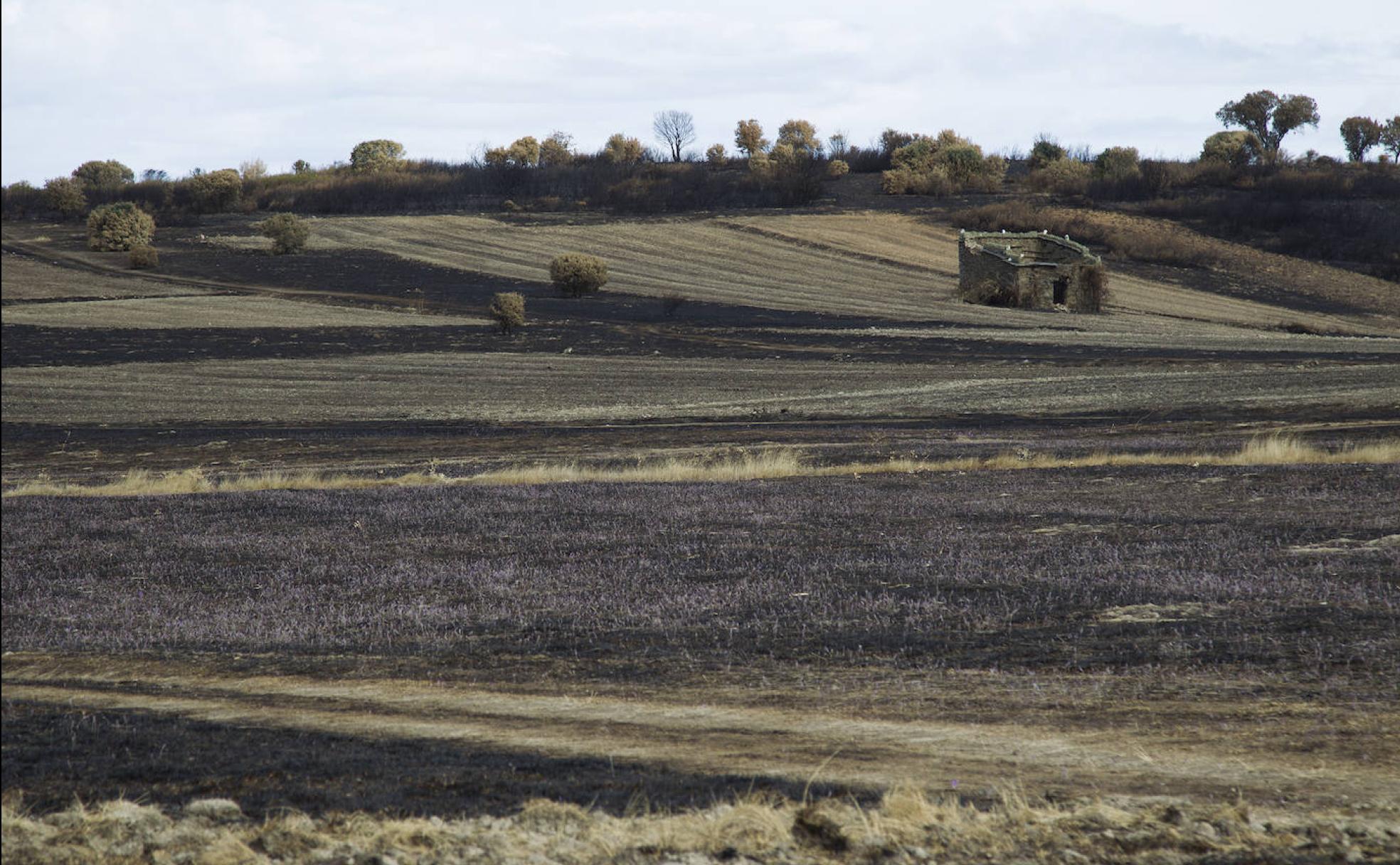 Terrenos de la localidad zamorana de Domez de Alba quemados en el incendio forestal más importante del verano en Castilla y León.