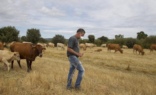 Ismael Rey cuida sus vacas a las afueras de Vegalatrave.