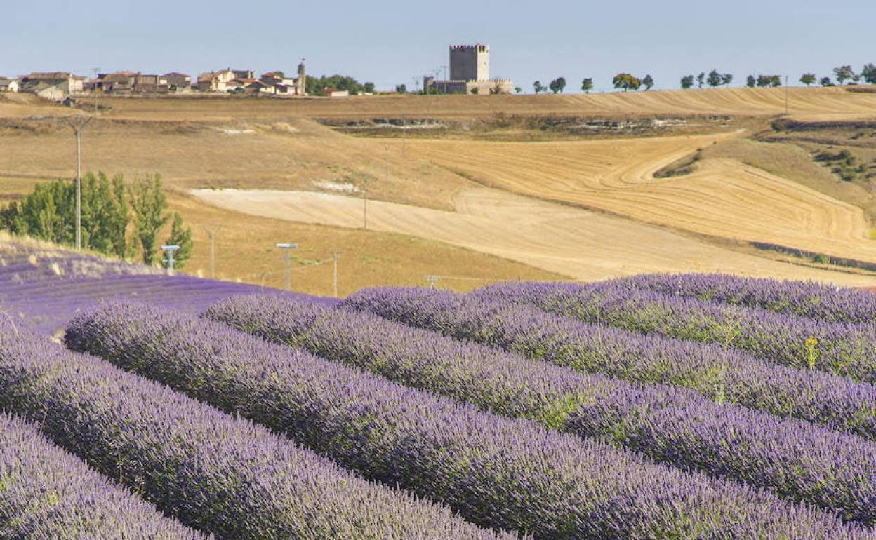 Campos de lavanda en Tiedra.