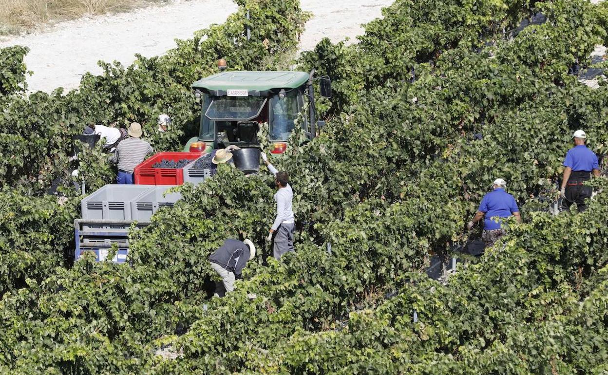 Vendimia de Castrilllo de Duero en una anterior campaña.