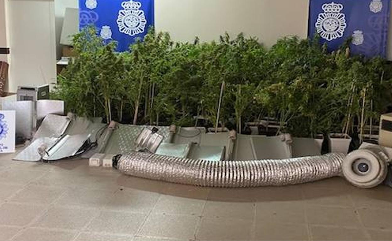 Parte de la marihuana encontrada. 