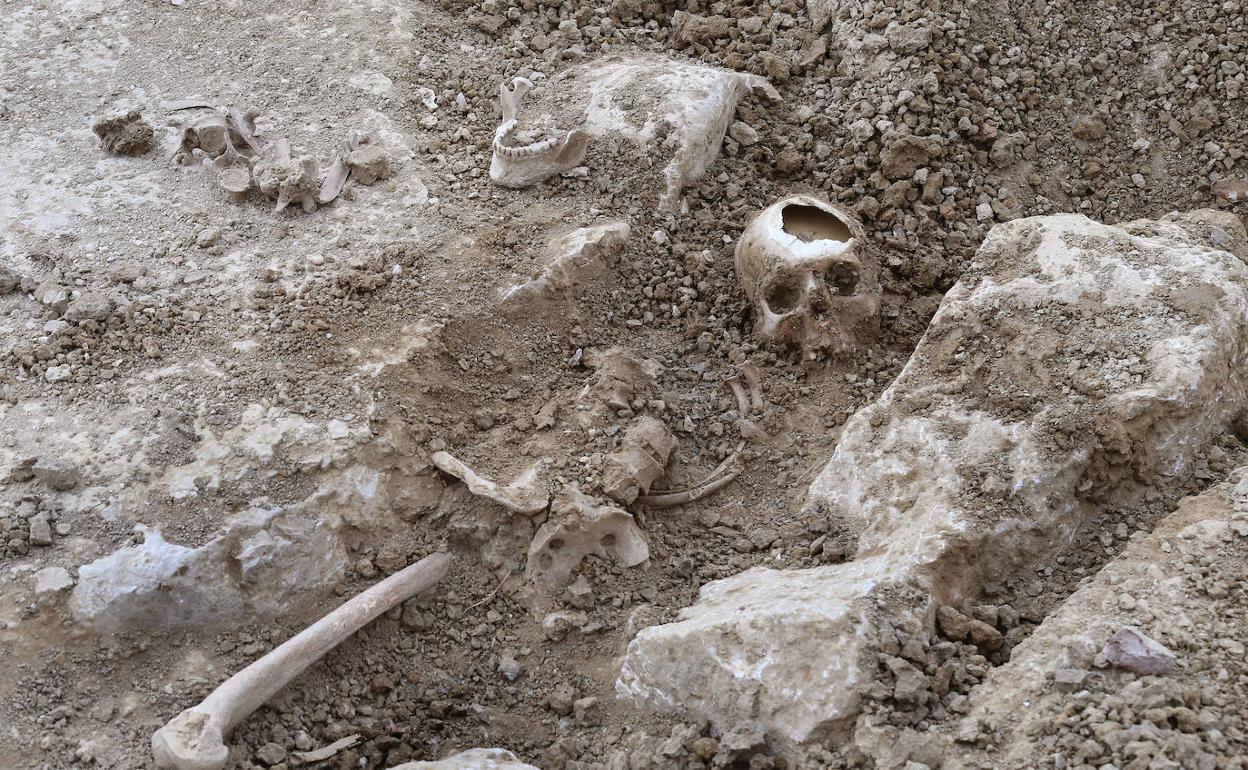 Algunos de los huesos encontrados este viernes a las afueras de Palencia.