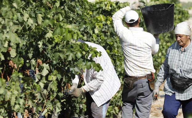 Preocupación en el sector por el bajo precio de la uva mientras los gastos suben el 10%