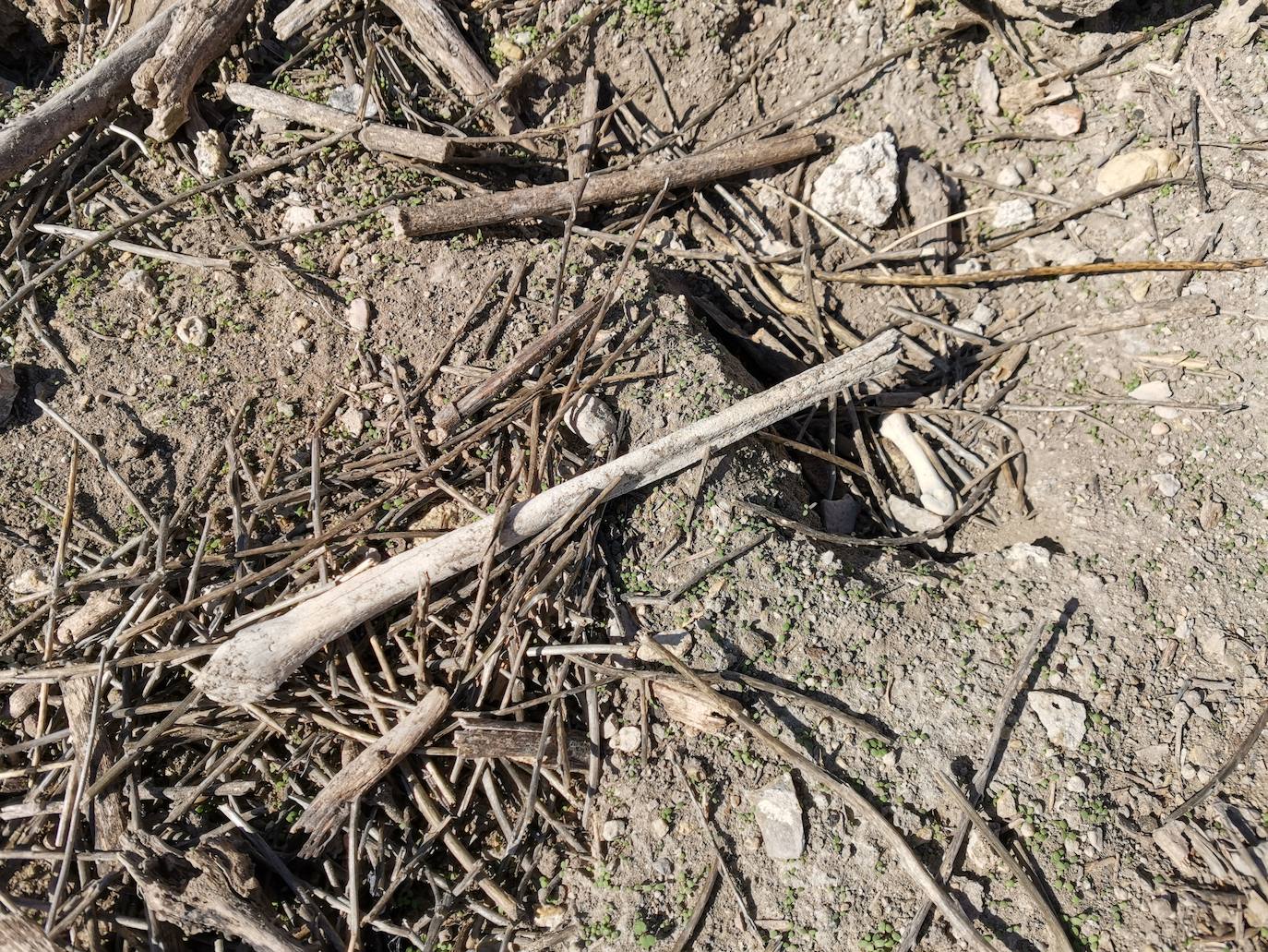 Lugar en el que se encontraron los huesos humanos.