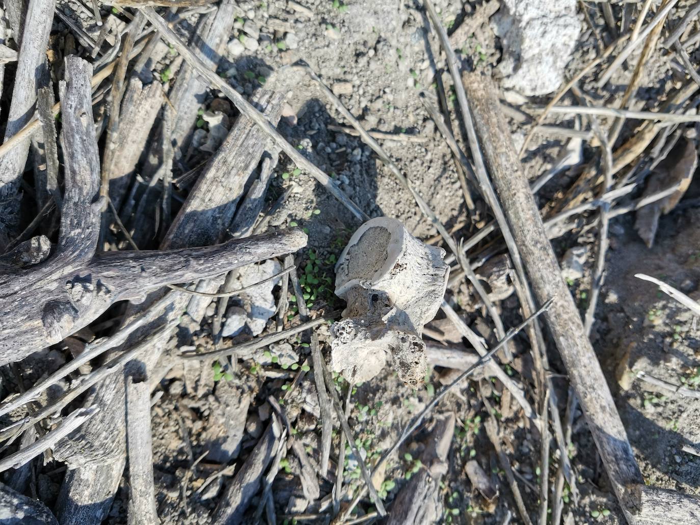 Lugar en el que se encontraron los huesos humanos.