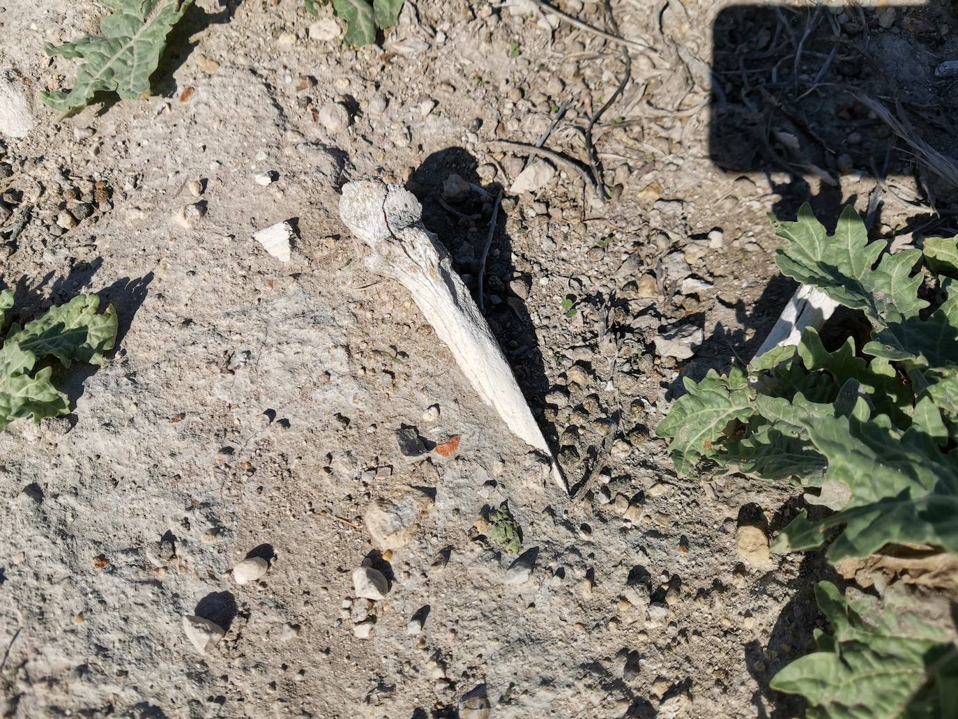 Lugar en el que se encontraron los huesos humanos.