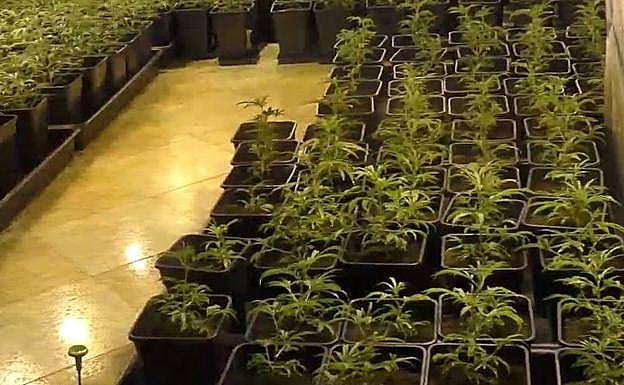 La Guardia Civil detiene a tres personas en Laguna y desmantela una plantación de marihuana