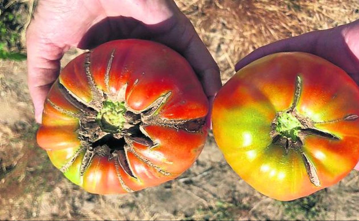 Tomates de Martín Muñoz de las Posadas. 