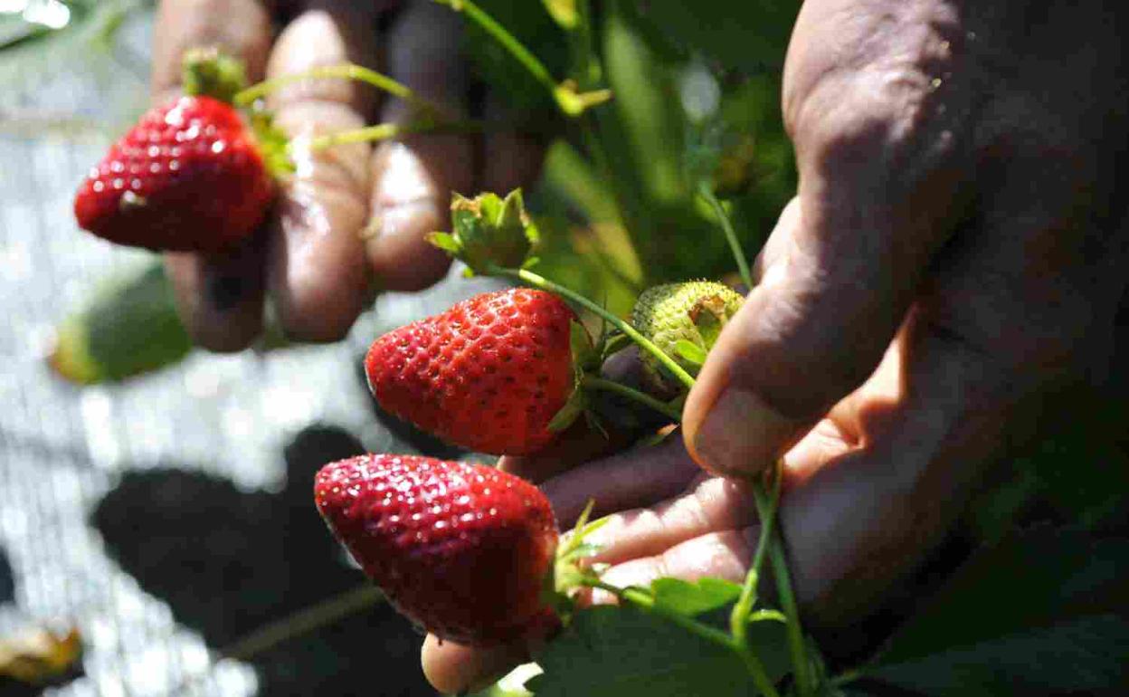 Fresa, el toque de color en el plato