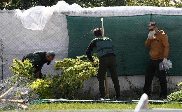 Traficantes de cocaína se 'pasan' al cannabis «por las ganancias y la menor responsabilidad penal»