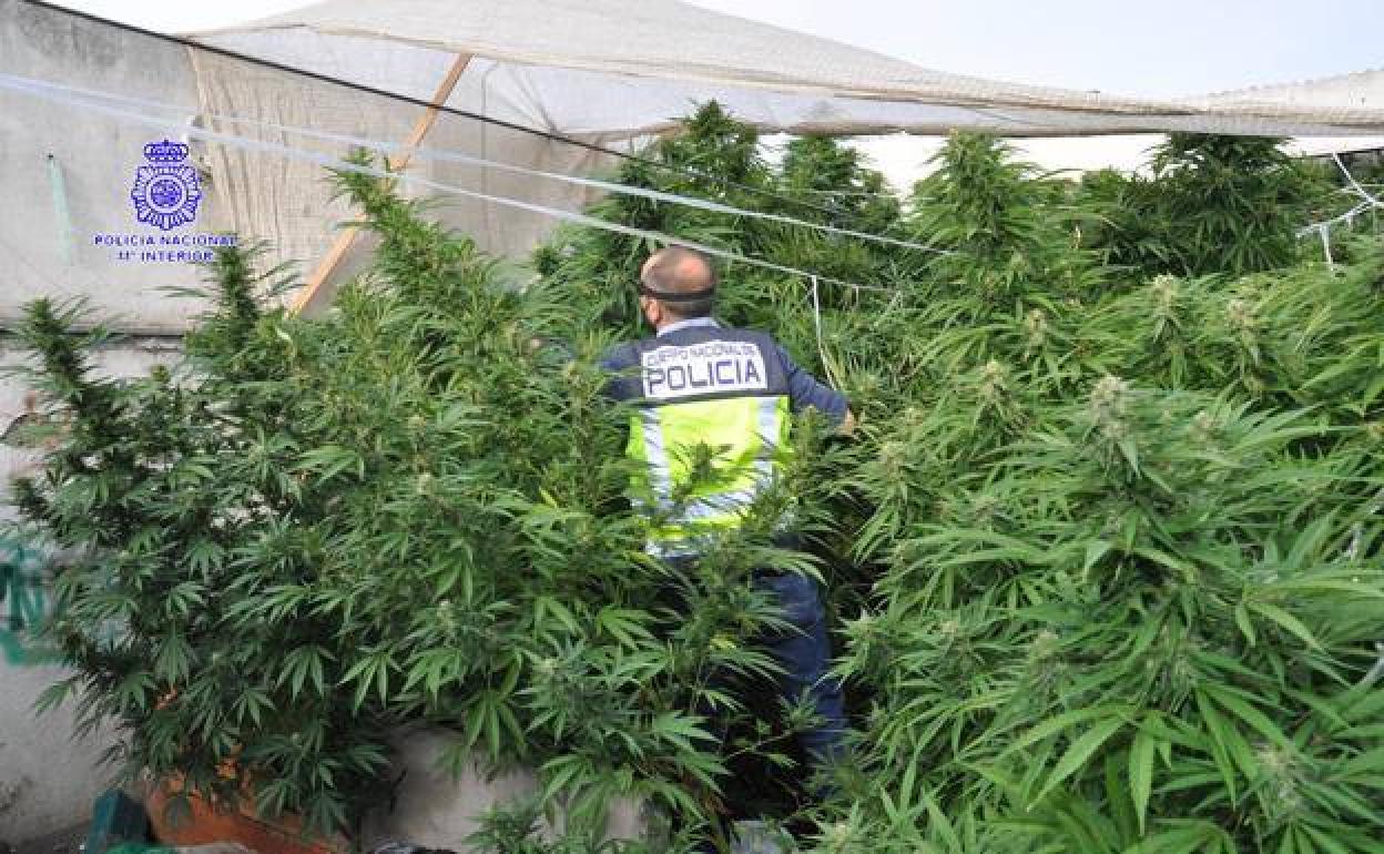 Plantación de marihuana localizada por la Policía Nacional en Barrio España, a finales de septiembre. 